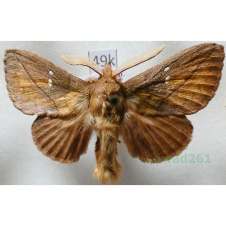 Euthrix potatoria (Linnaeus, 1758) male Barczatka napójka Czech49k